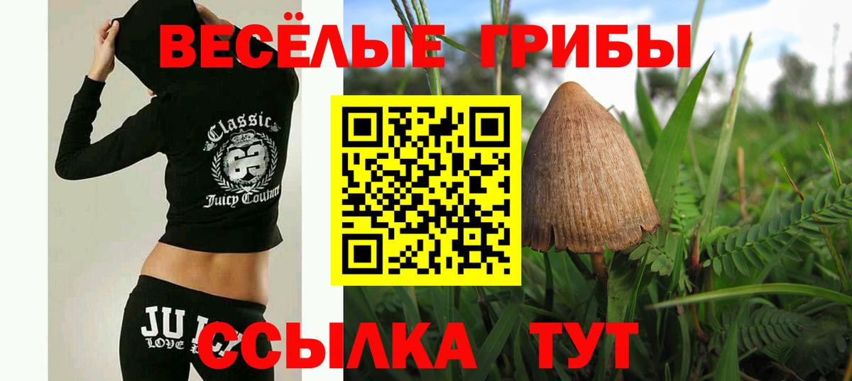 Галлюциногенные грибы Psilocybe Дедовск